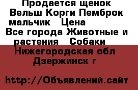 Продается щенок Вельш Корги Пемброк мальчик › Цена ­ 65 000 - Все города Животные и растения » Собаки   . Нижегородская обл.,Дзержинск г.